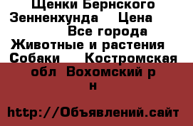 Щенки Бернского Зенненхунда  › Цена ­ 40 000 - Все города Животные и растения » Собаки   . Костромская обл.,Вохомский р-н